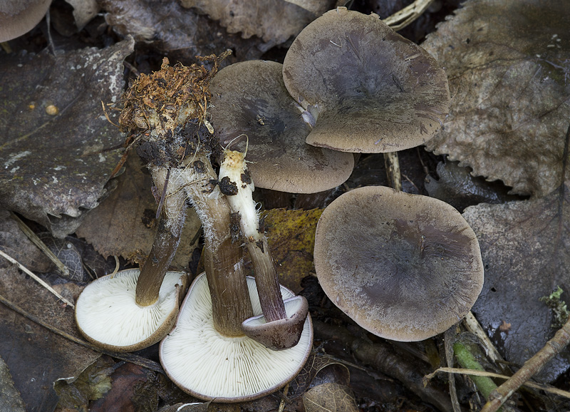 Rugosomyces obscurissimus